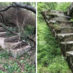 staircases in the woods